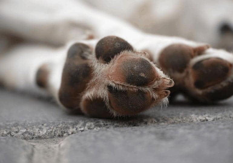 רגליים של כלב שוכב
