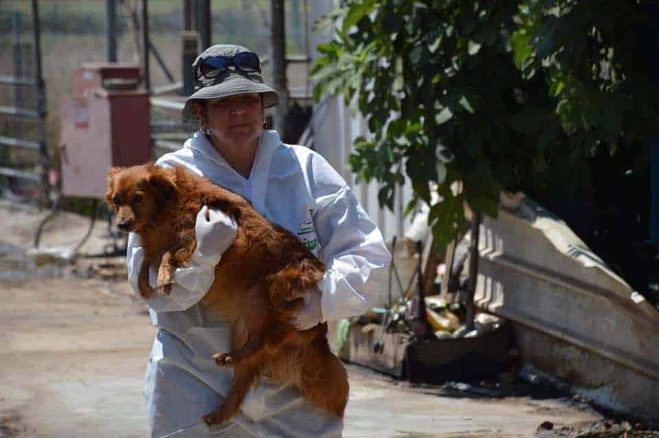 פינוי הכלבים ממתחם עמותת "גרגורים" (צילום: משרד החקלאות)