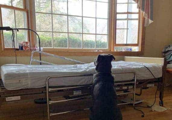 מוס מחכה ליד מיטת בעליו (צילום: פייסבוק)
