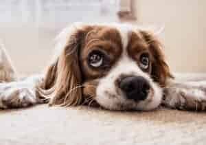 כלב עם עיני גור (צילום: Pixabay)