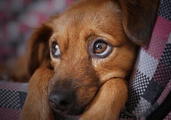 כלב מקיא - מה אפשר לעשות \\ צילום: Pixabay