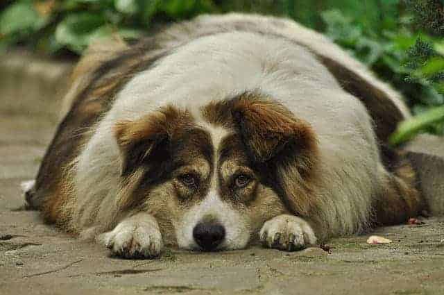 כלב שמן (צילום: Pixabay)