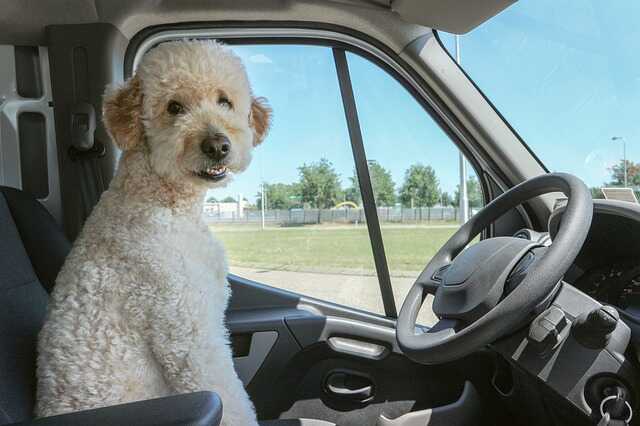 מונית לכלבים | הסעת כלבים
