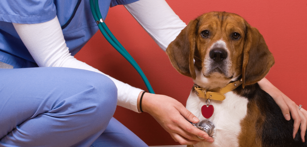 ביטוח בריאות לכלב